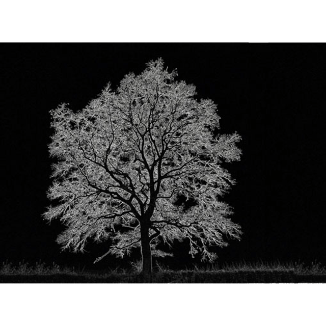 Arbre de vie - Réf: 2087