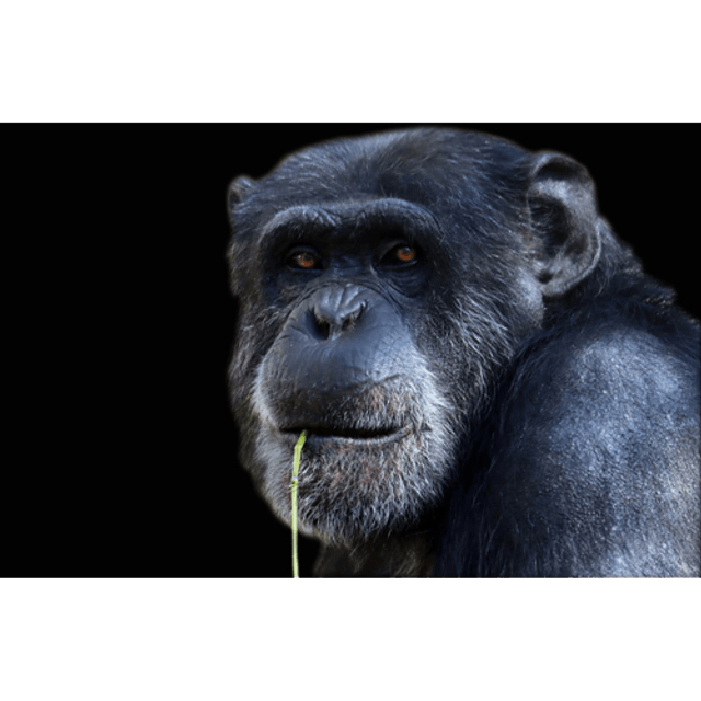 Guenon à la brindille (Couleur) - ref : 4471