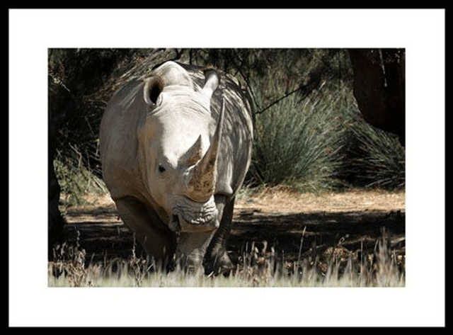 Rhinocéros Réf - 7114