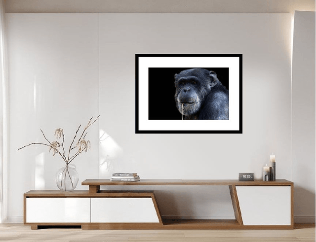 Guenon à la brindille (Couleur) - ref : 4471