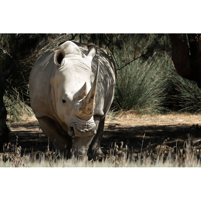 Rhinocéros Réf - 7114