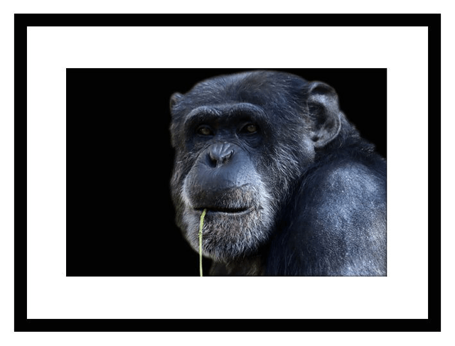 Guenon à la brindille (Couleur) - ref : 4471