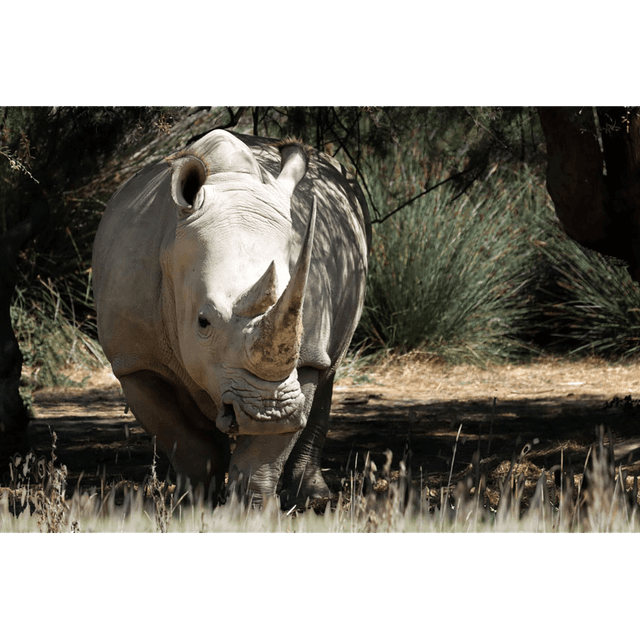 Rhinocéros Réf - 7114